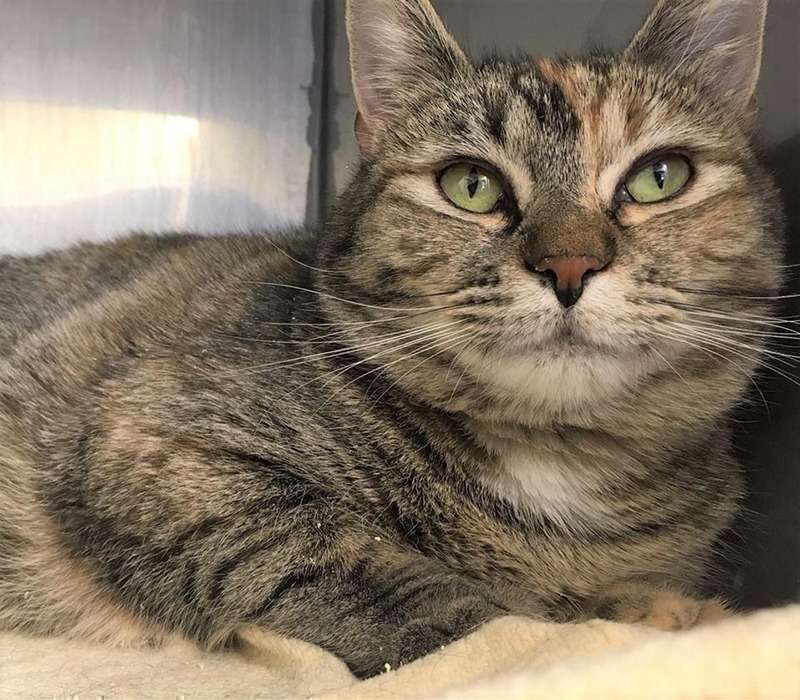 PAWS Pet of the Week Dana! The Calais Advertiser